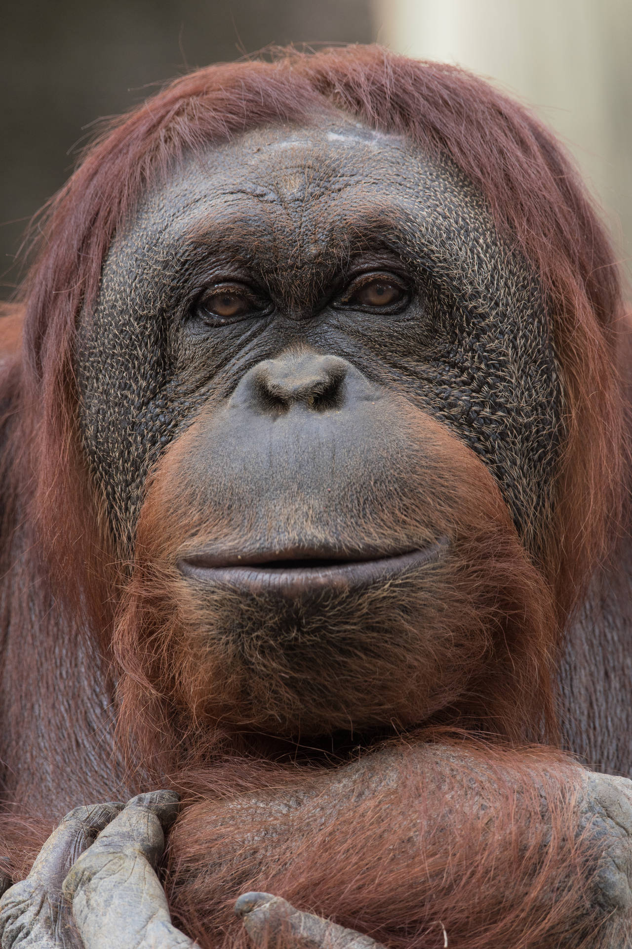 Orangutangupp Nära - Fantastiskt Djur. Detta Skulle Kunna Vara En Fantastisk Bild För Dator- Eller Mobilbakgrund. Wallpaper