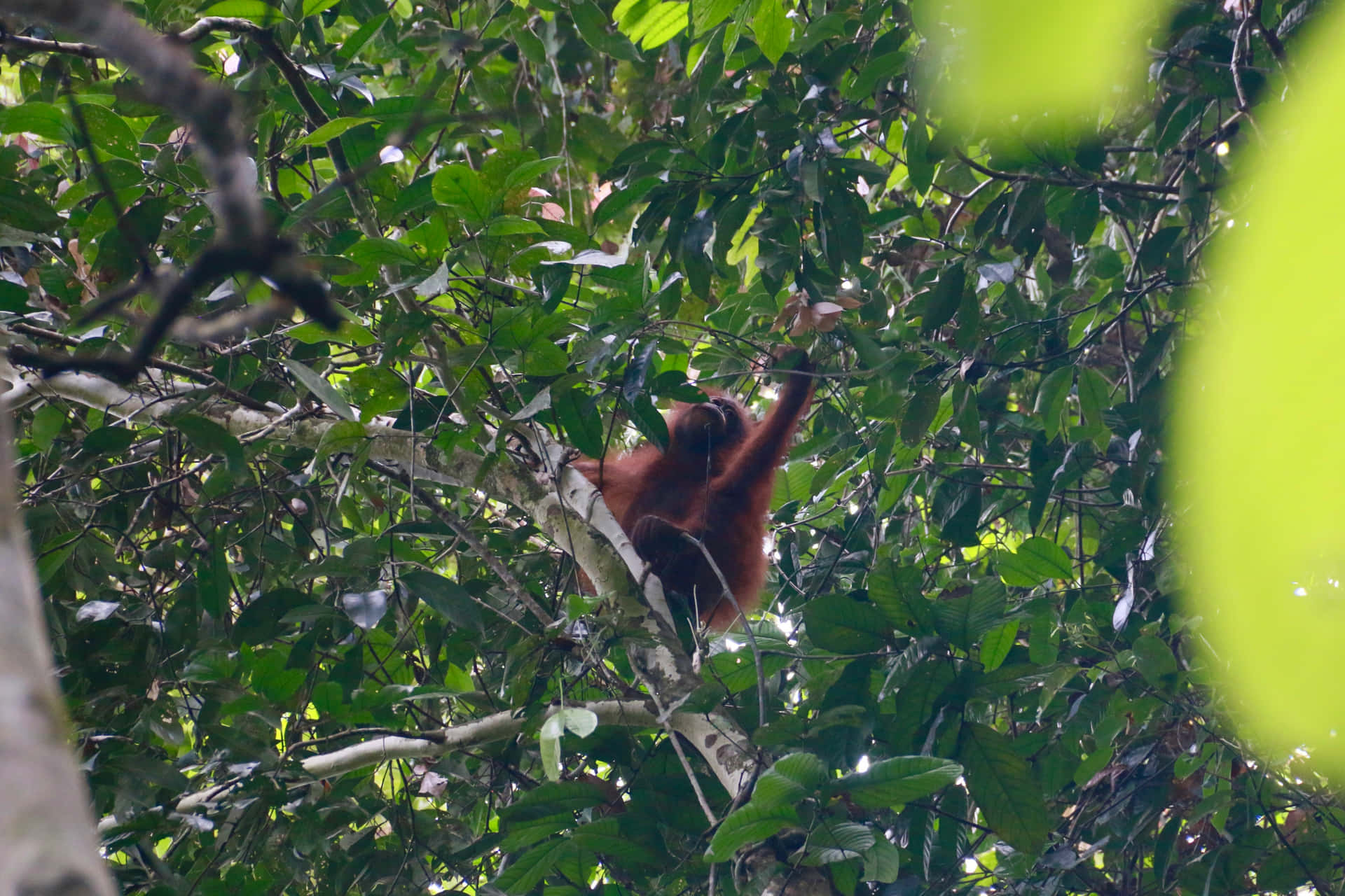 Orangutanin Natural Habitat Wallpaper