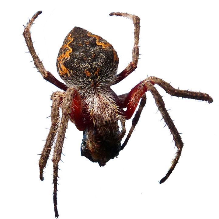 Orb Weaver Spider Closeup PNG