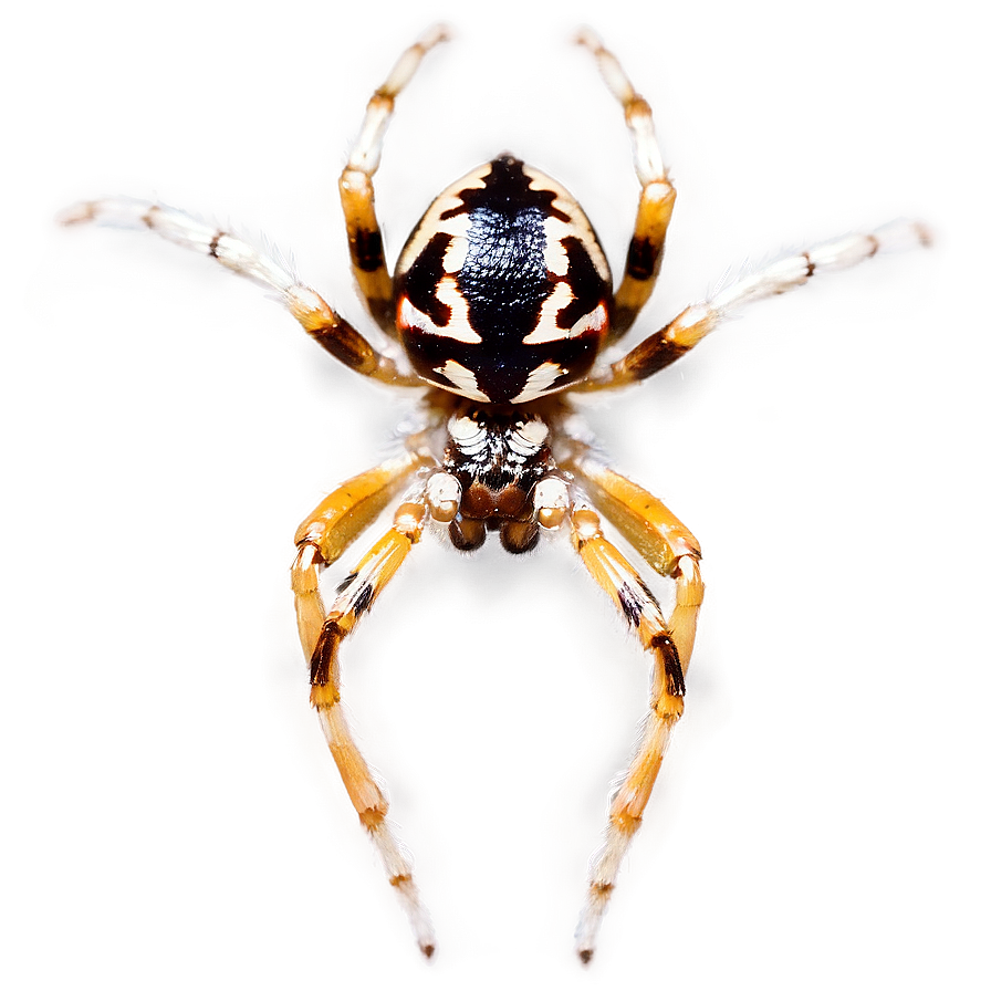 Orb Weaver Spider Png 16 PNG