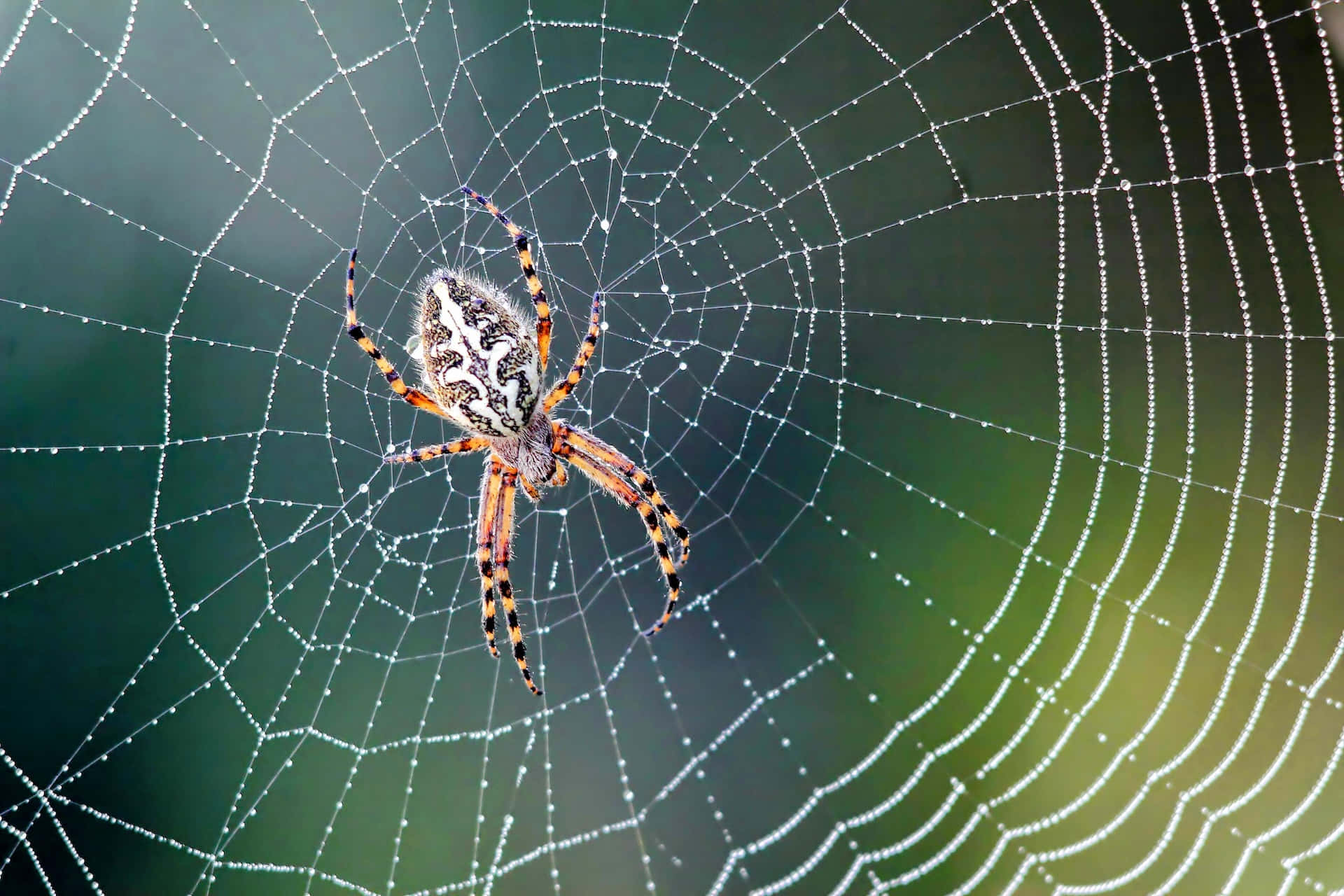 Orb Weaver Spideron Web Wallpaper