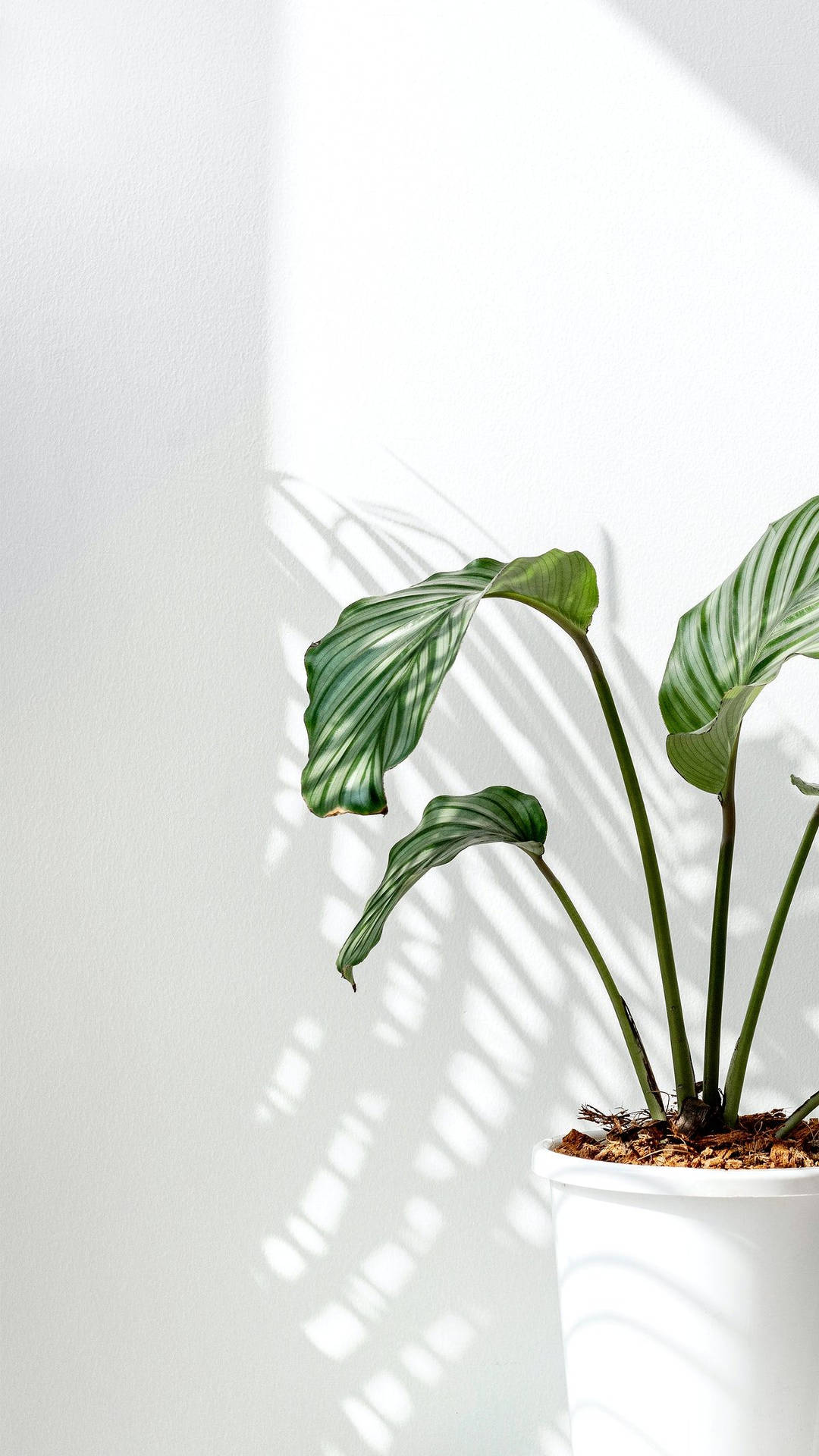 Orbifoliazimmerpflanze Im Natürlichen Licht Wallpaper