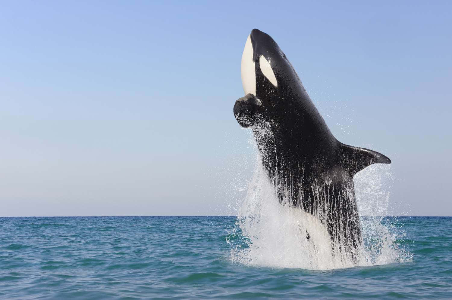 Orca Breaching Blue Ocean Wallpaper