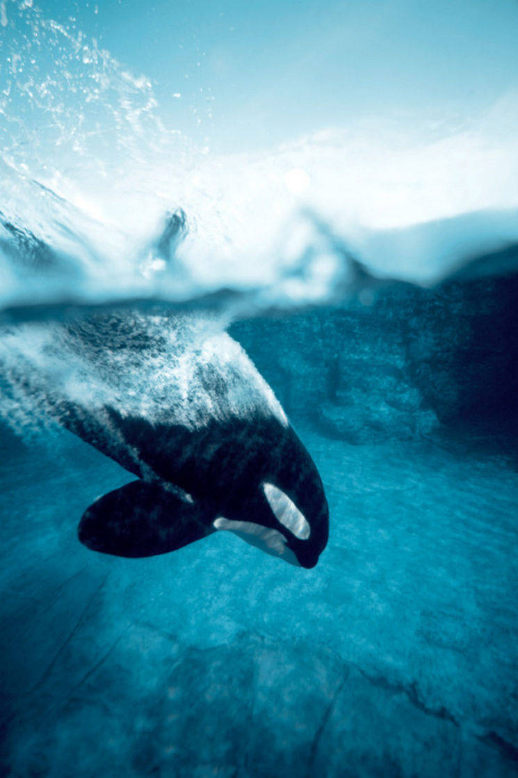 Orca Diving Wallpaper