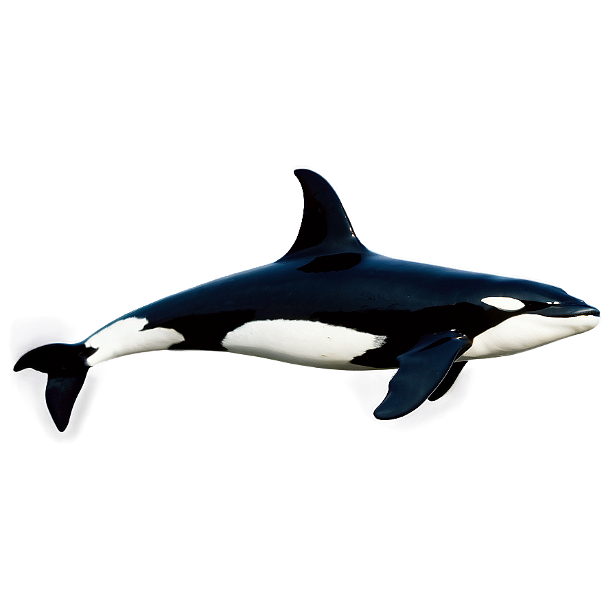 Download Orca Duo Png Xpk56 | Wallpapers.com