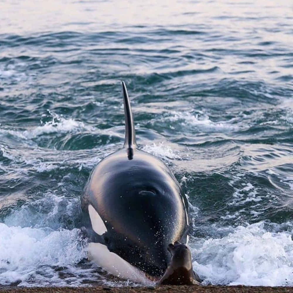 Orca Emerging From Ocean Wallpaper