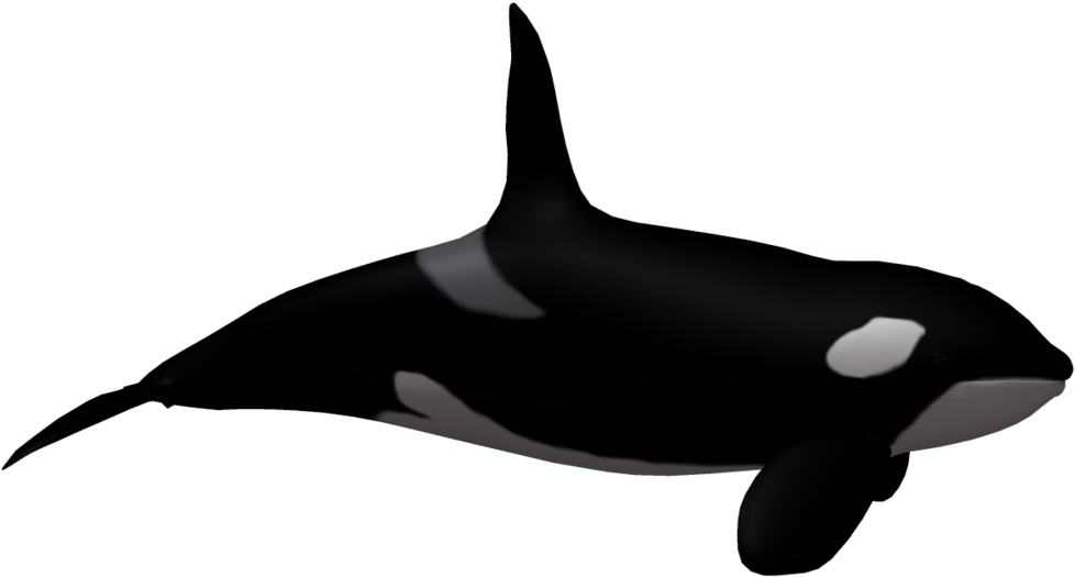 Orca Illustration Vector PNG