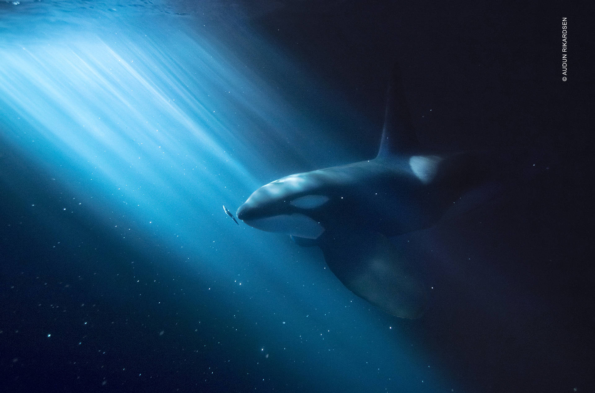 Orca Killer Hvælven I Havet Skærmlukker Wallpaper