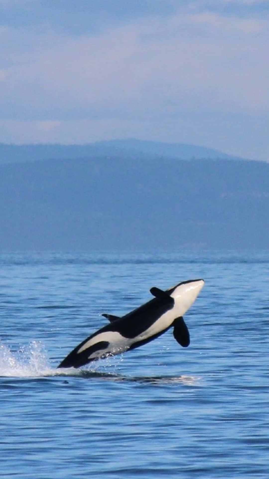 Orca_ Leaping_ Against_ Blue_ Sky Wallpaper
