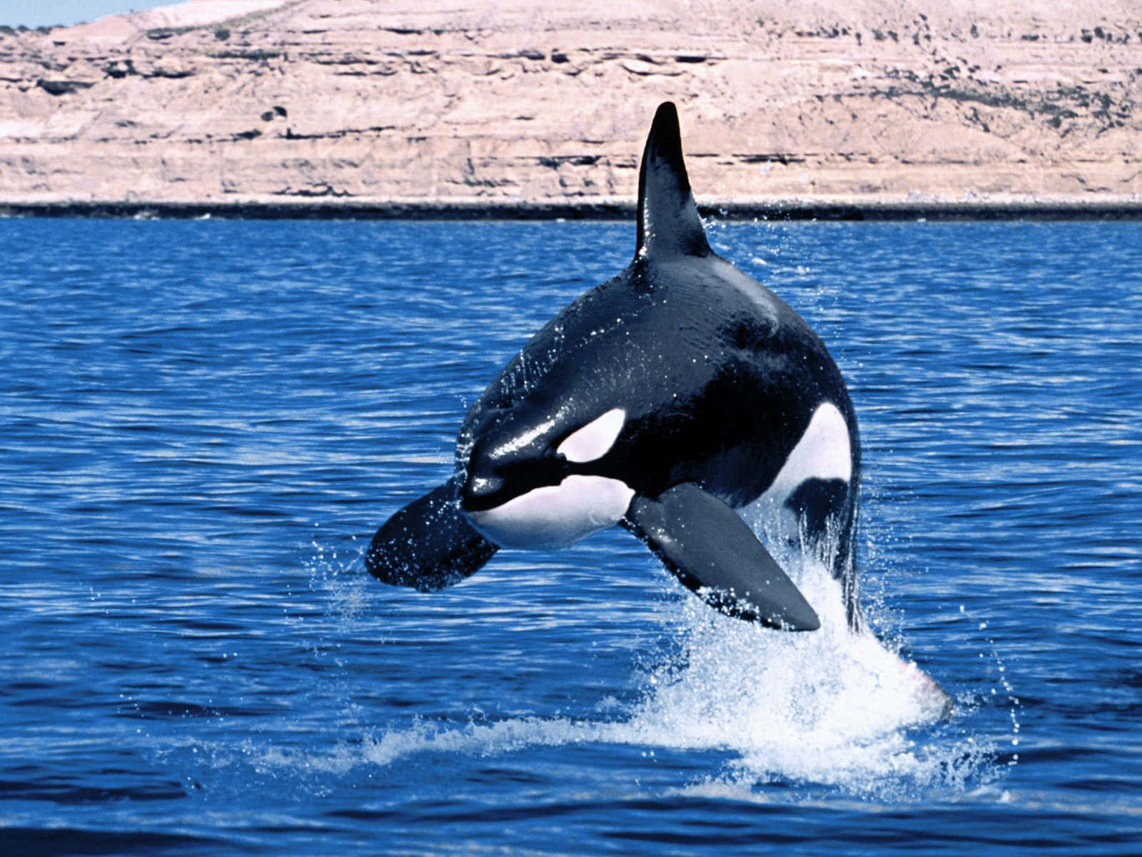 Orca Leaping Against Blue Sky Wallpaper