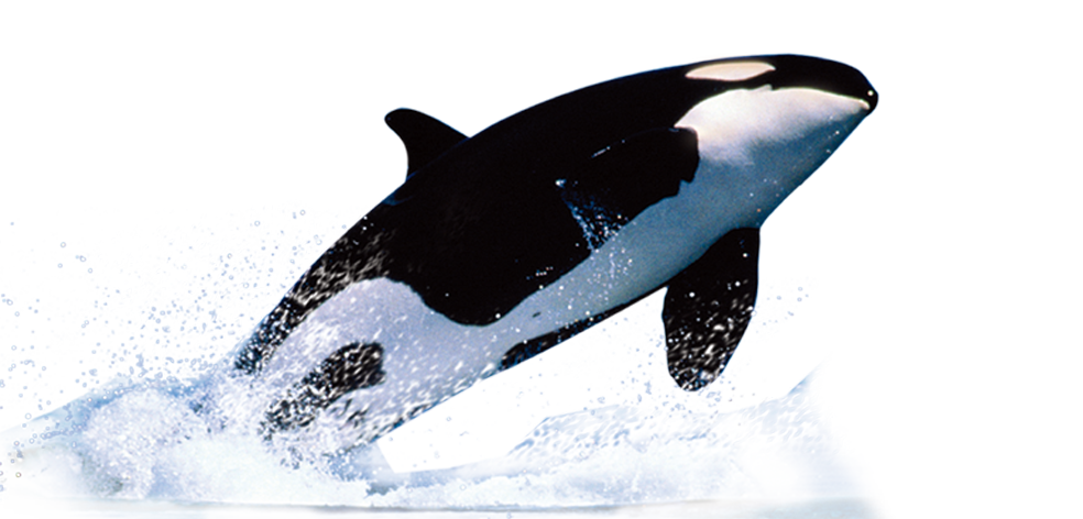 Orca Leaping Outof Water PNG