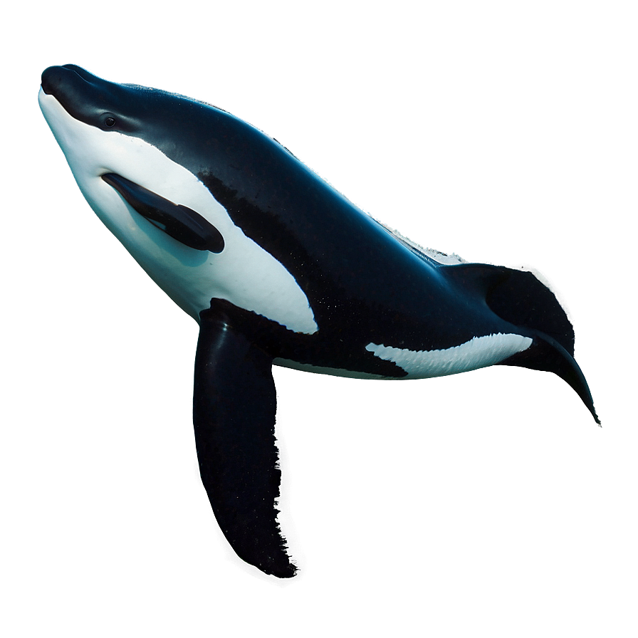 Download Orca Migration Png 05242024 | Wallpapers.com