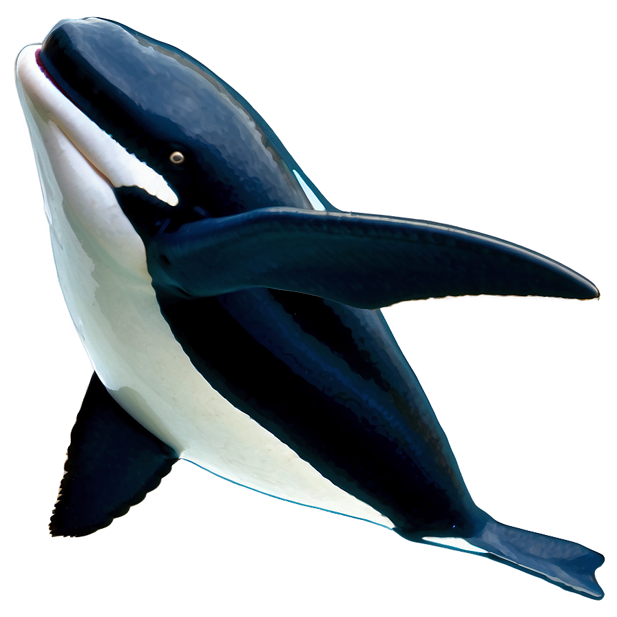 Download Orca Migration Png 58 | Wallpapers.com