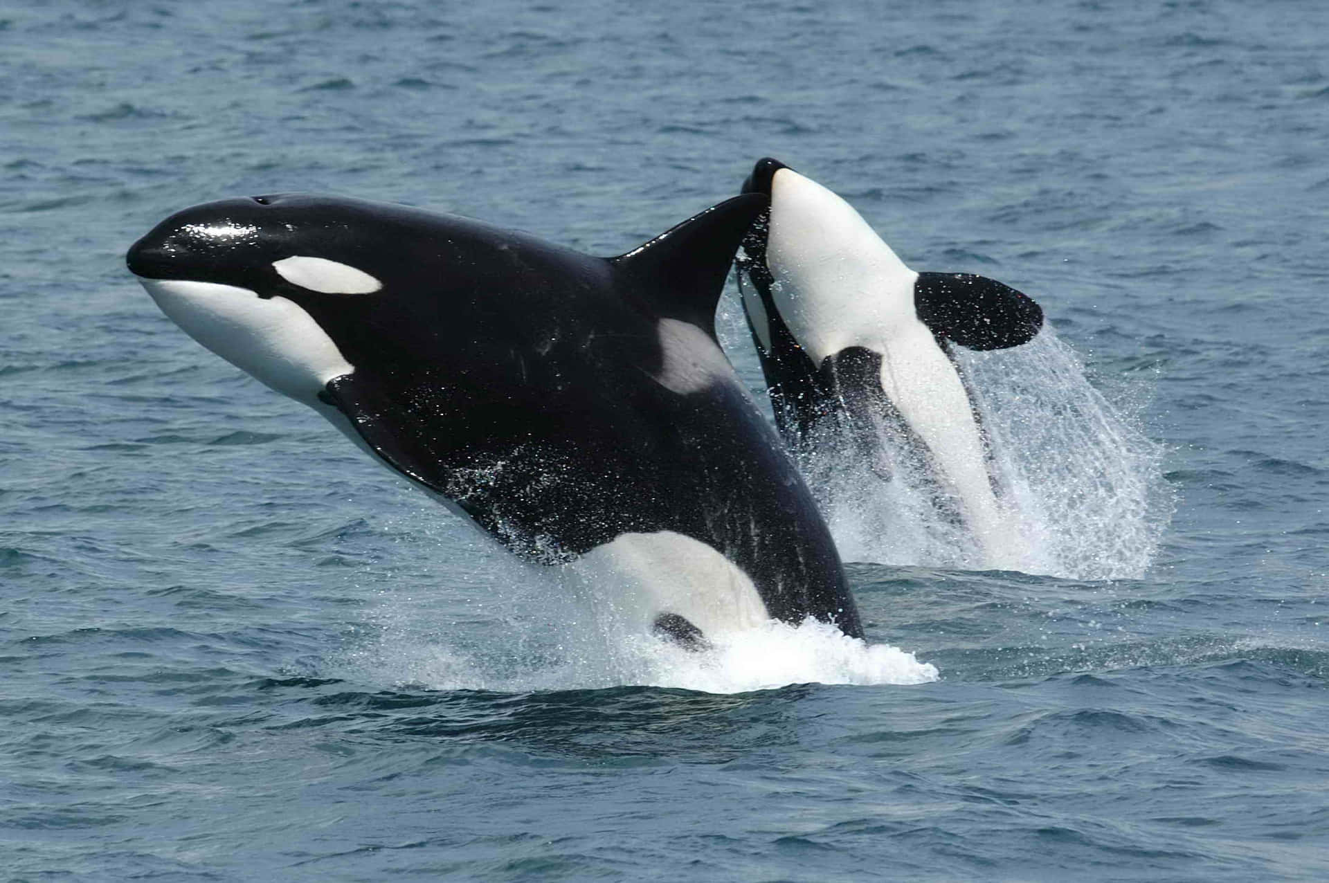 Orca Pair Breaching Sea Wallpaper