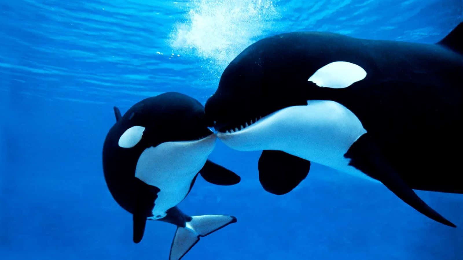 Orca Pair Underwater Wallpaper