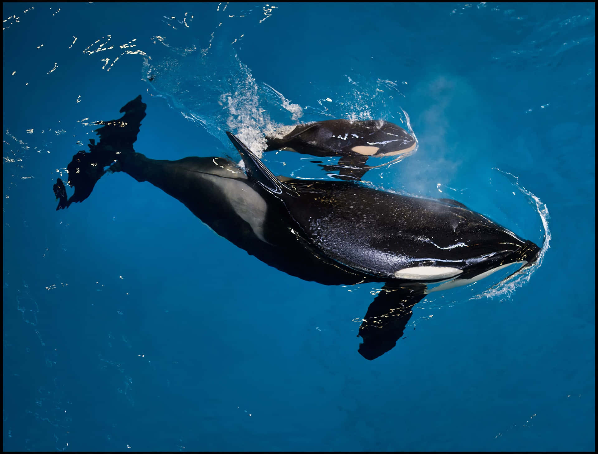 Orca Pair Underwater Dance.jpg Wallpaper