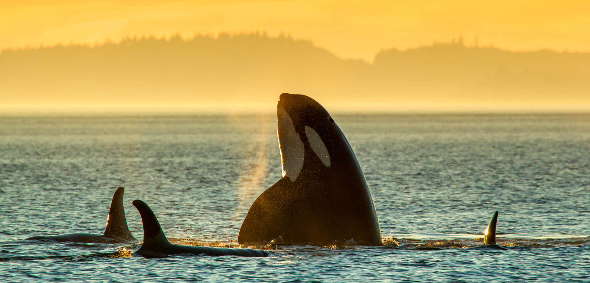 Orca Pod Sunset Silhouette Wallpaper