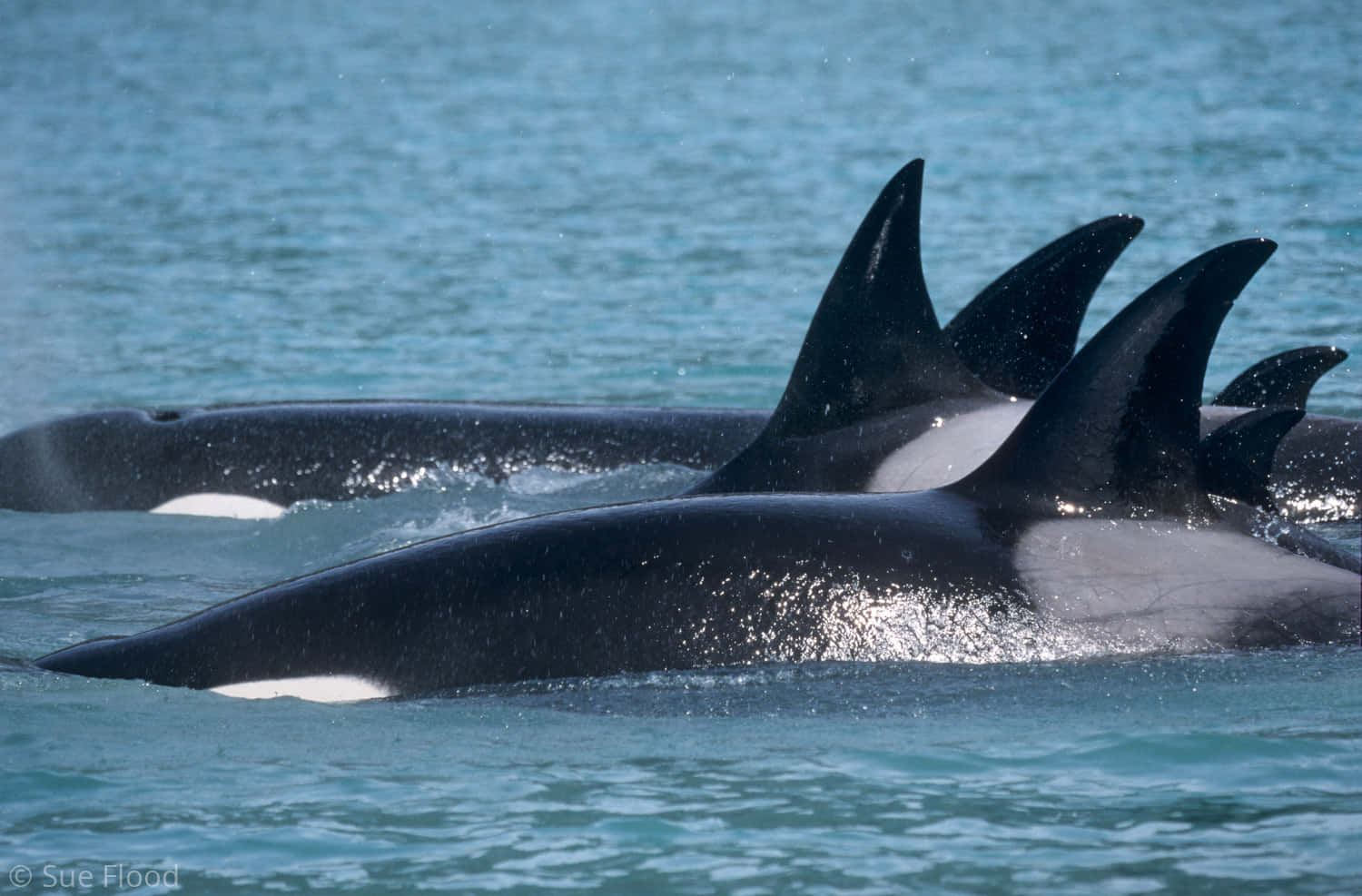Orca Pod Surfacing At Sea Wallpaper