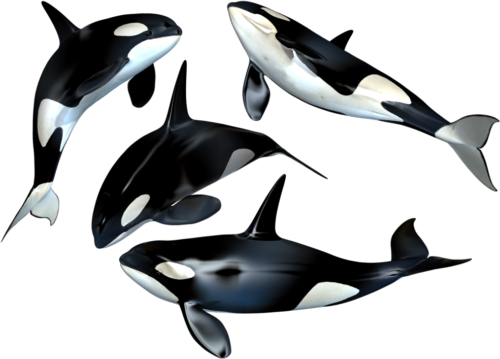 Orca Pod3 D Render PNG