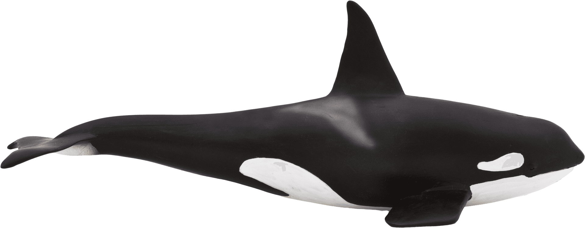 Orca Side Profile Transparent Background PNG