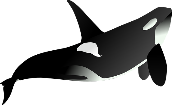Orca Silhouette Artwork PNG
