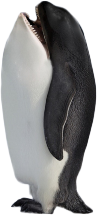 Orca Standing On Tail PNG