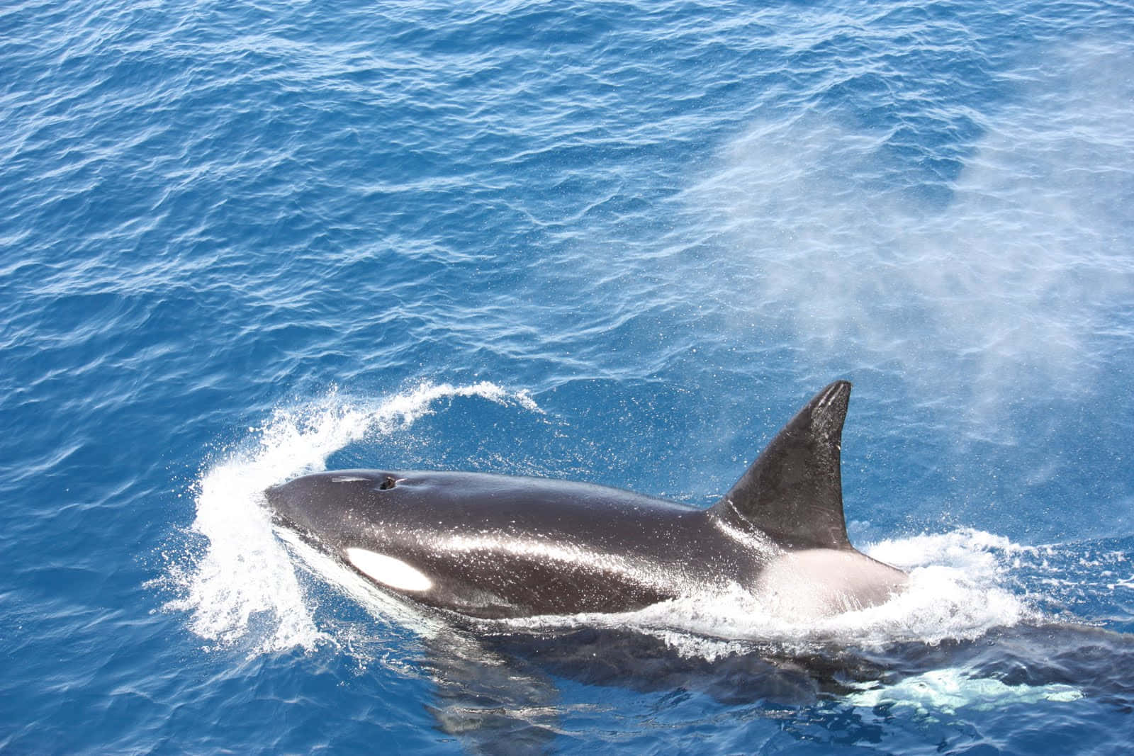 Orque Émergeant Dans Les Eaux Océaniques Bleues Fond d'écran