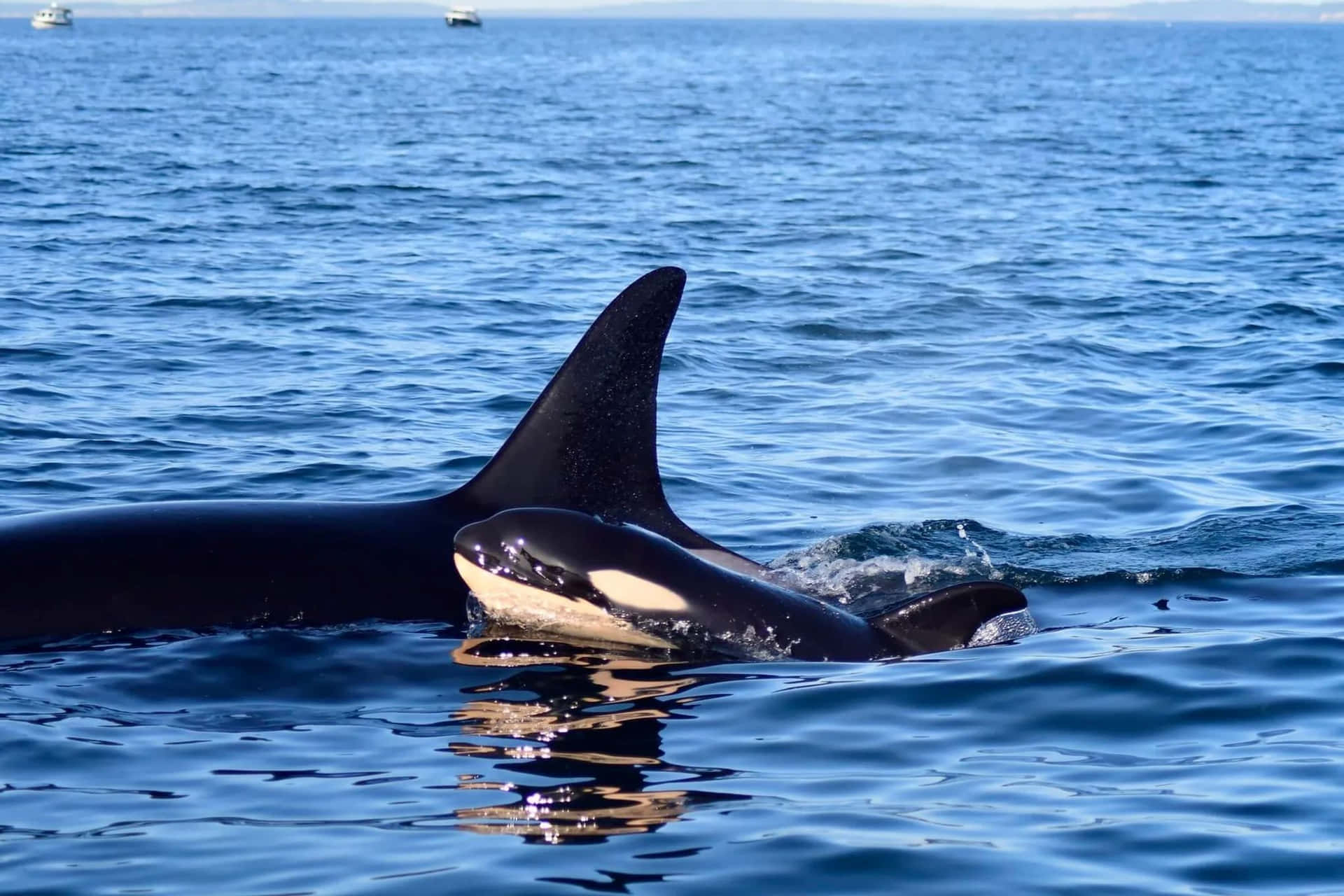 Orca Surfacingin Blue Waters Wallpaper