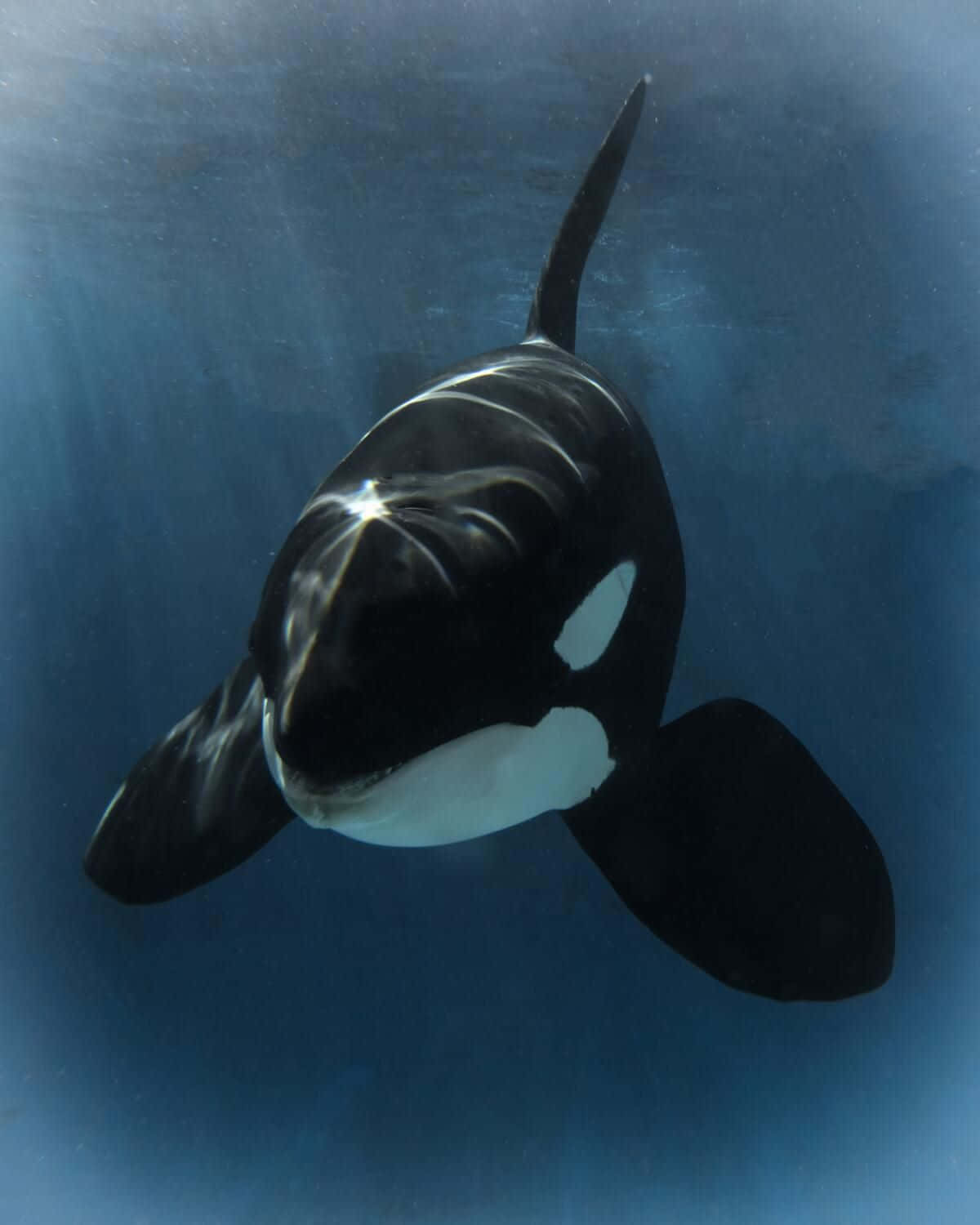 Orca Swimming Underwater.jpg Wallpaper
