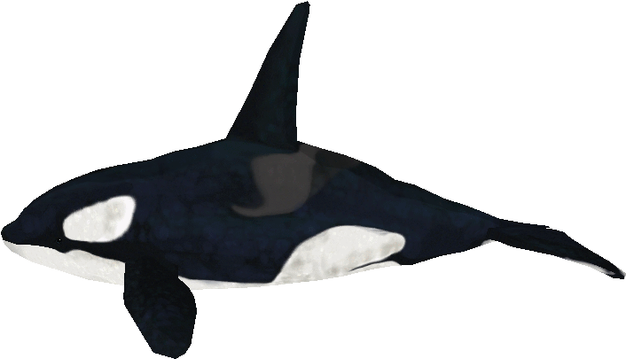 Orca Swimming Underwater.png PNG