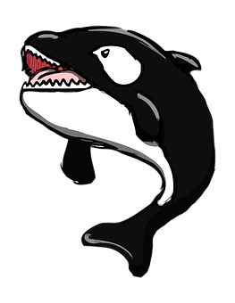 Orca_ Vector_ Art_ Illustration PNG