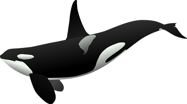 Orca Vector Art PNG