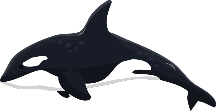 Orca_ Vector_ Illustration.png PNG
