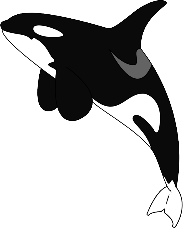 Orca Vector Illustration PNG