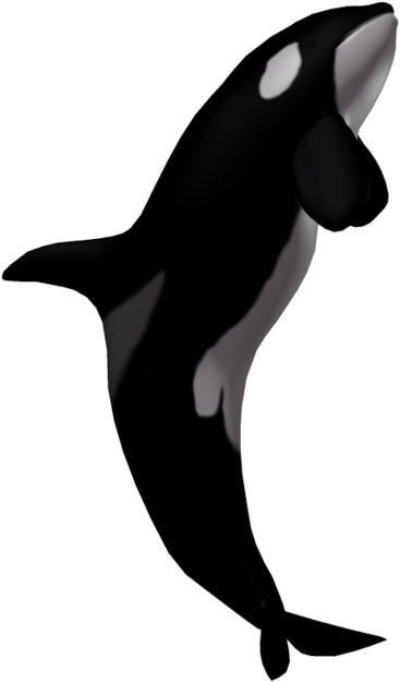 Orca Whale Clipart Illustration PNG