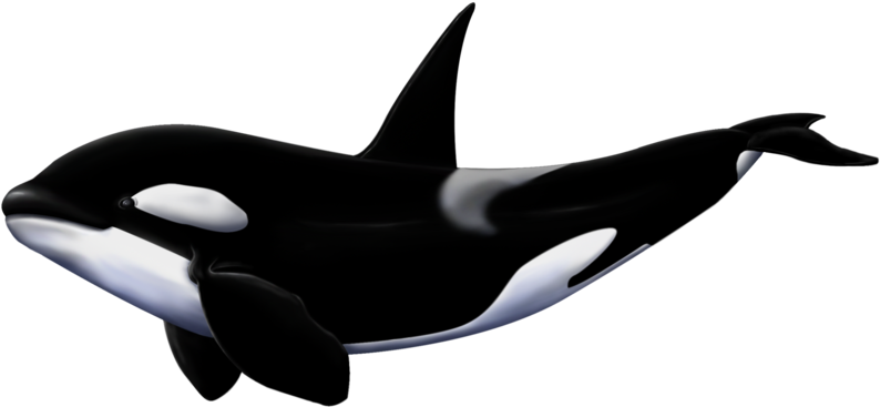 Orca Whale Illustration PNG
