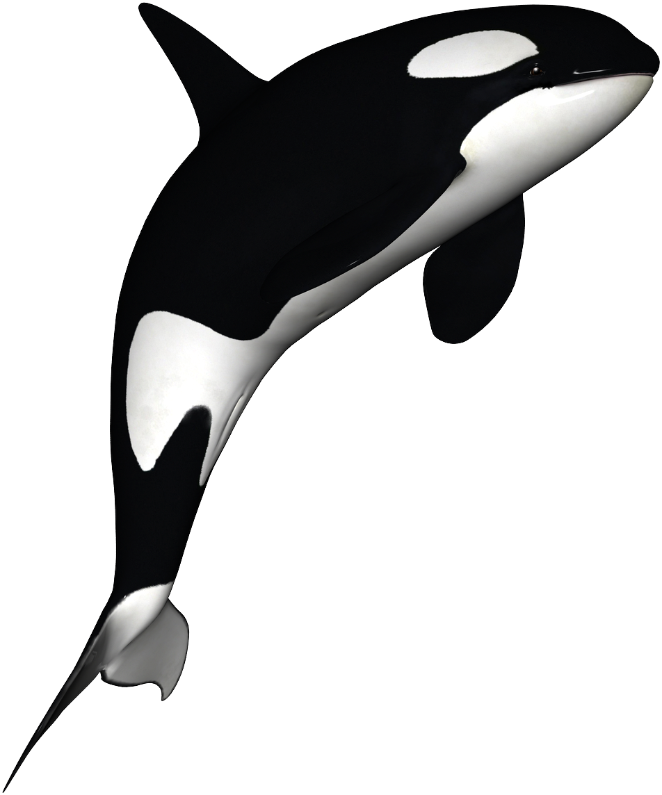 Orca Whale Illustration PNG