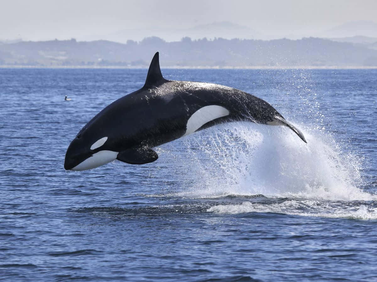 Orca_ Whale_ Leaping_ At_ Sea.jpg Wallpaper