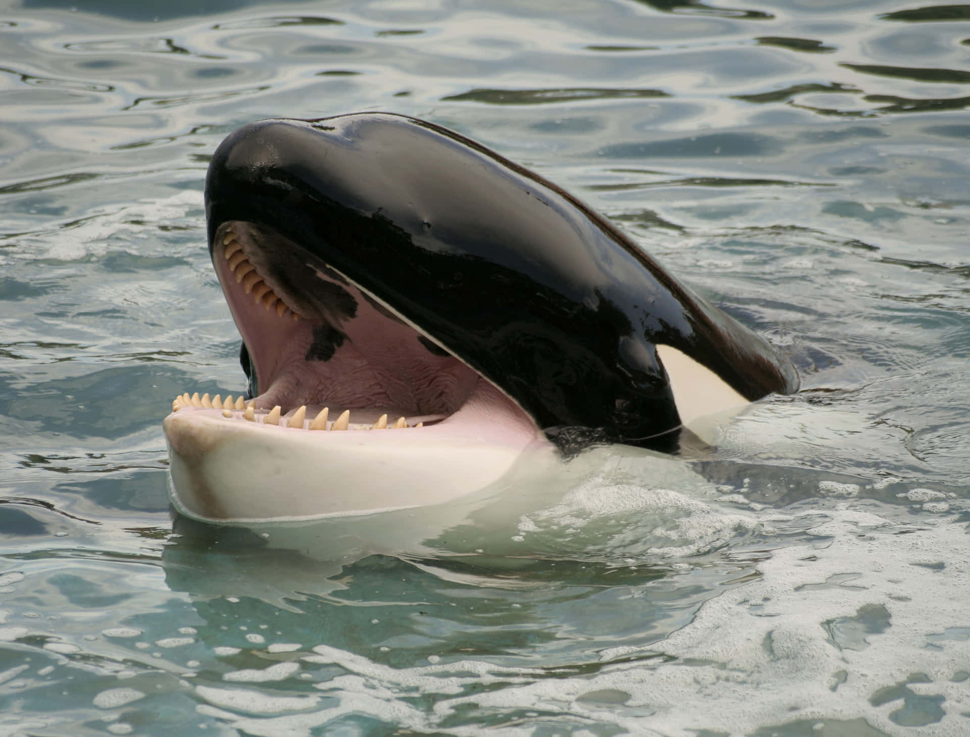 Orca Whale Open Mouth Wallpaper