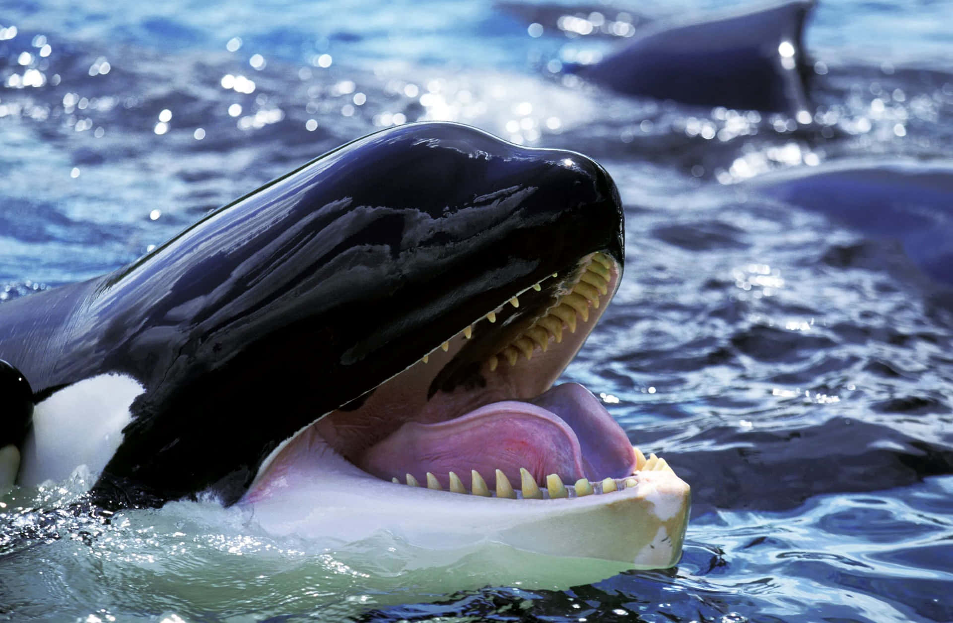 Orca Whale Open Mouth Wallpaper