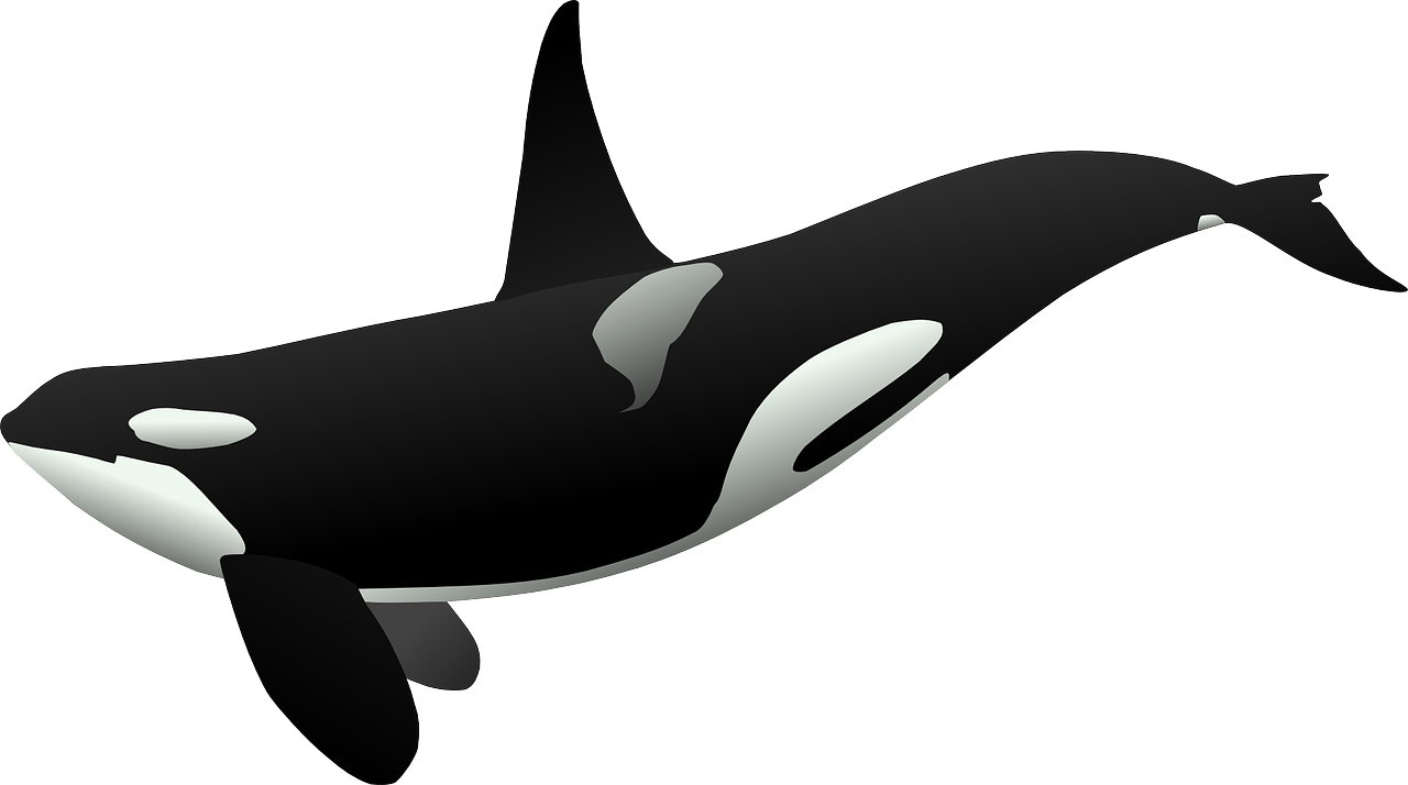 Orca Whale Vector Illustration PNG