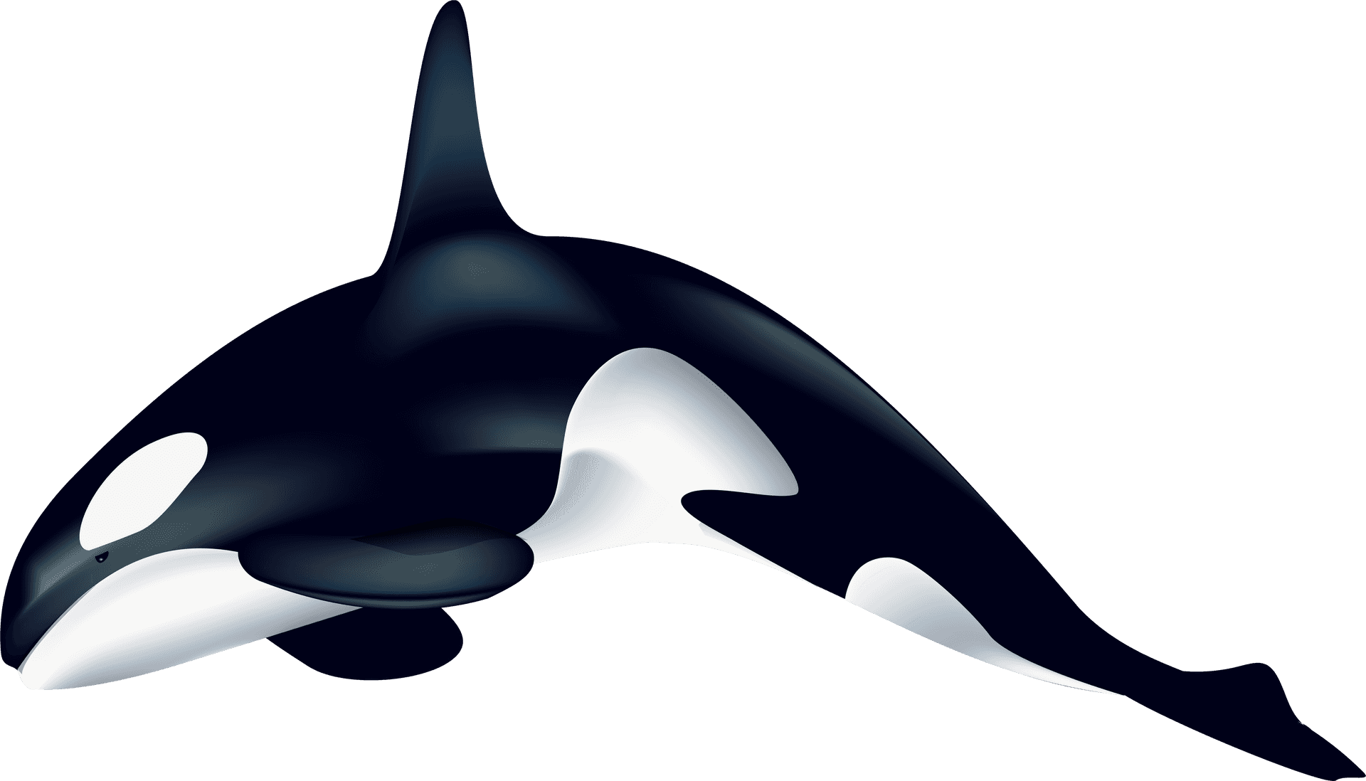 Orca Whale Vector Illustration PNG