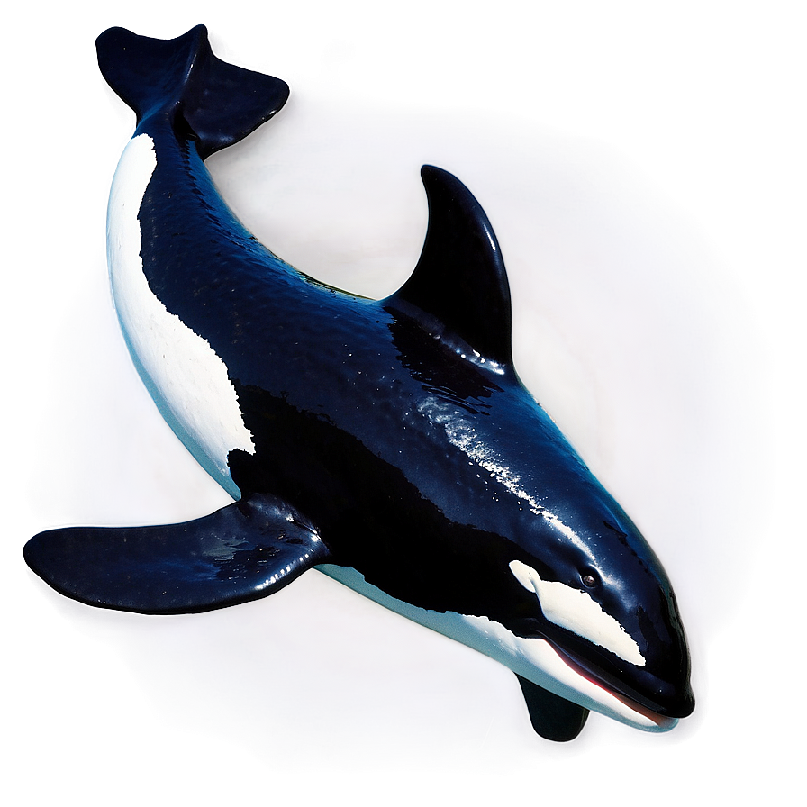 Orca With Dorsal Fin Png 05242024 PNG