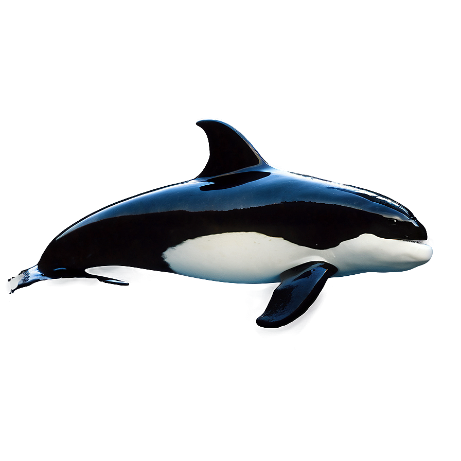 Orca With Dorsal Fin Png 05242024 PNG