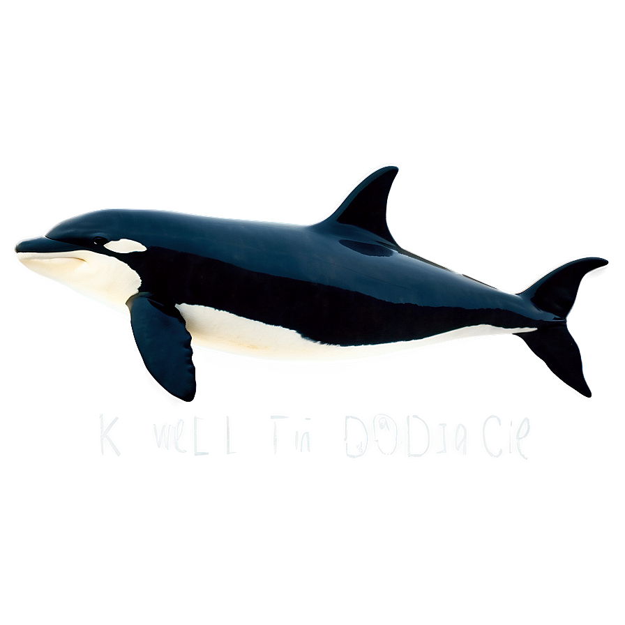 Orca With Dorsal Fin Png 05242024 PNG