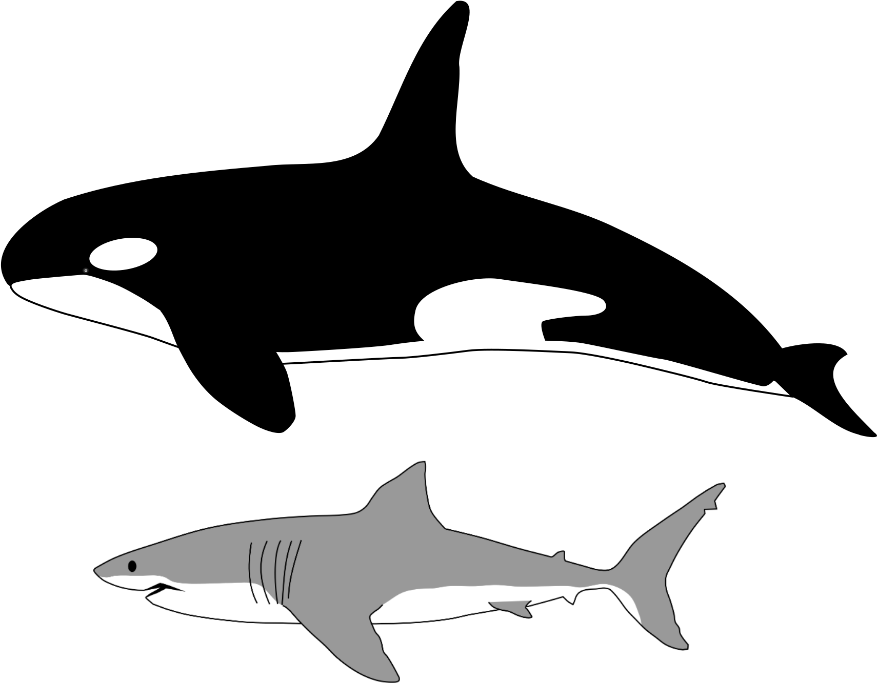 Orcaand Shark Illustration PNG