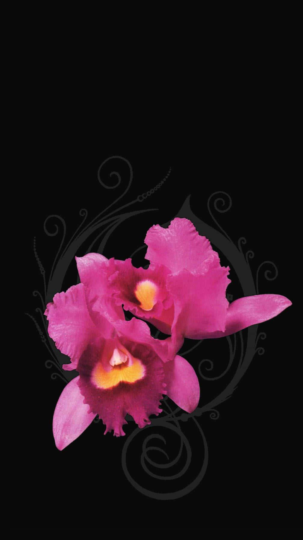 Elegant Purple Orchid on a Wooden Surface