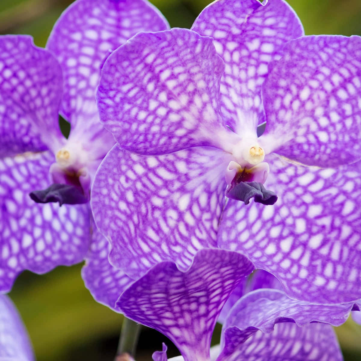 Elegant Orchid Close-up Wallpaper