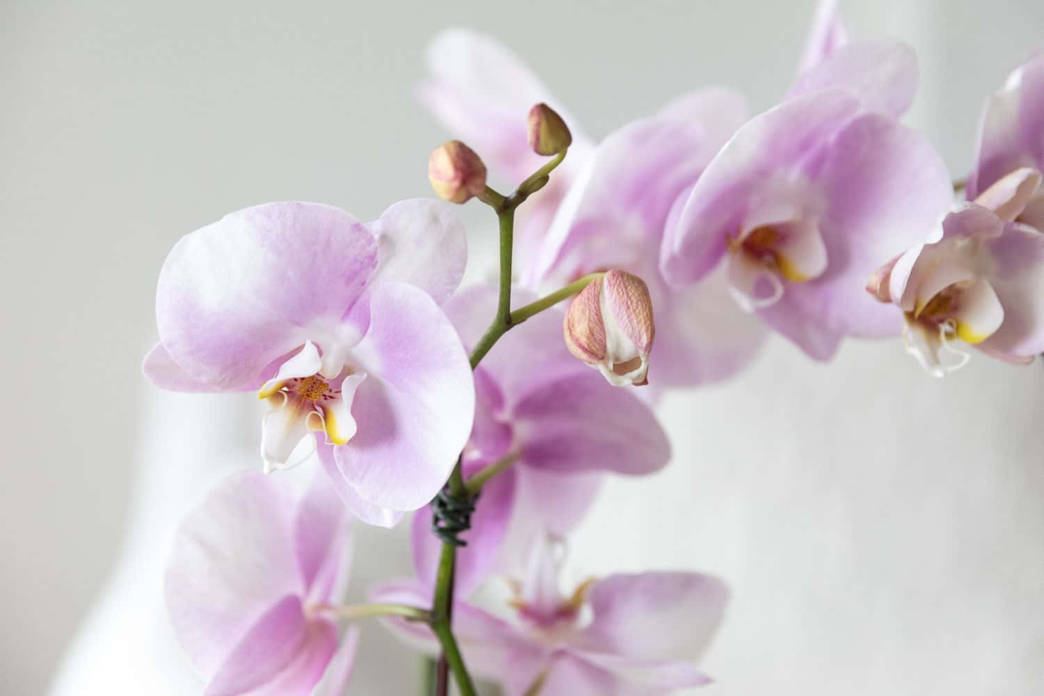 Captivating Orchid Beauty