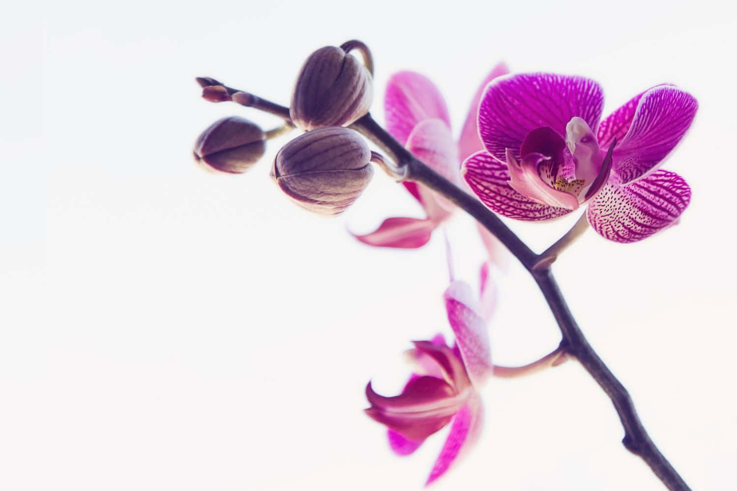 Caption: Elegant Orchid Arrangement in Full Bloom